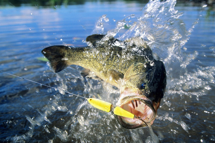 10 Easy Bass Tips from the Pros to Increase your Haul